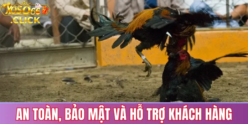 Đá gà Xoso66: Trận đấu trực tiếp, cược đa dạng kèo 2 Bảo mật tài khoản và hỗ trợ mọi lúc khi chơi đá gà trực tiếp tại Xoso66